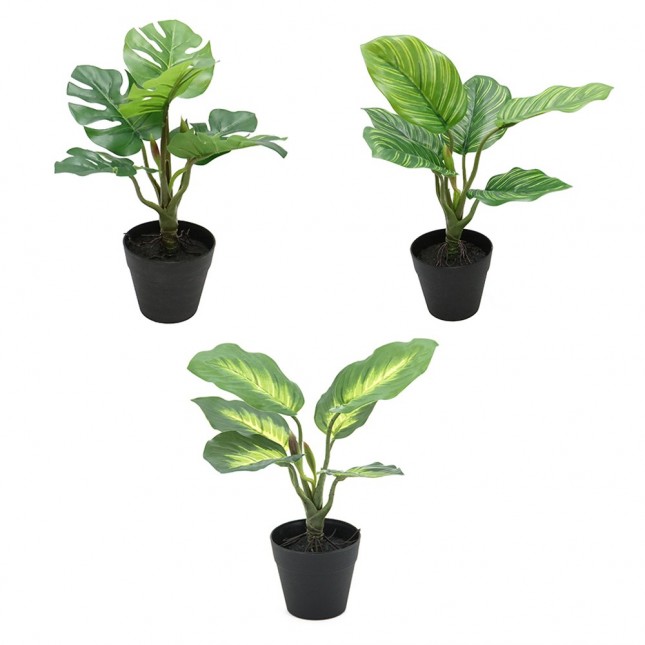3 plantes tropicales...