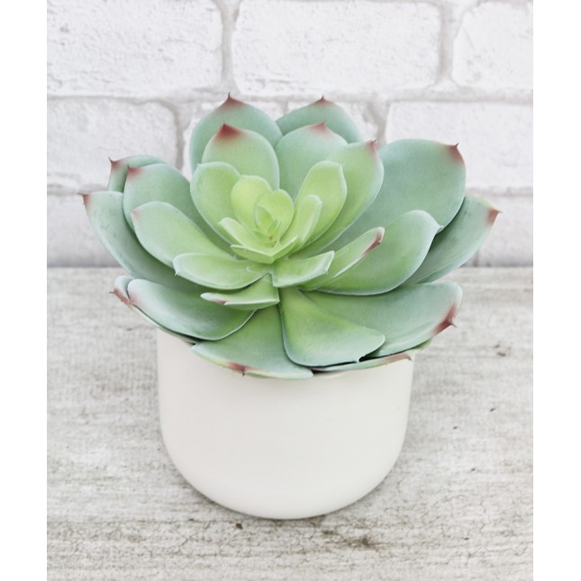 Succulente chou artificielle Ligne Déco