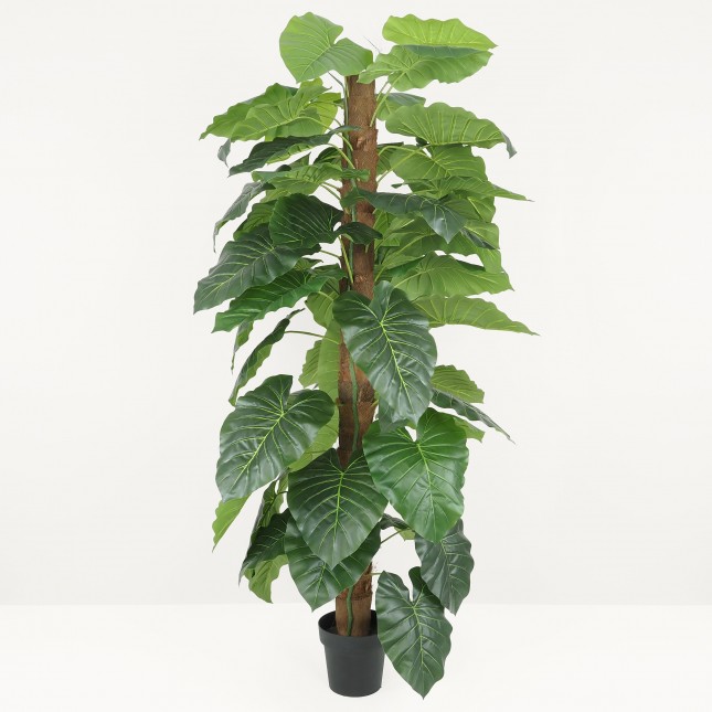 Philodendron artificiel tronc coco 180cm sur fond gris