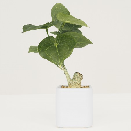 Plante Verte Artificielle de Bureau Philodendron, Pot Céramique, H.25cm | MEYYA