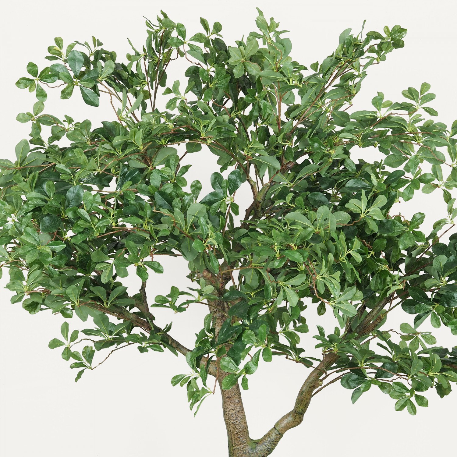 Schefflera luseana bonsaï  artificiel 190cm vue zoomée haut