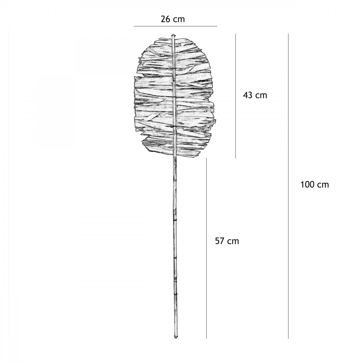 Feuille de palmier séchée indien 100cm graphique avec les dimensions