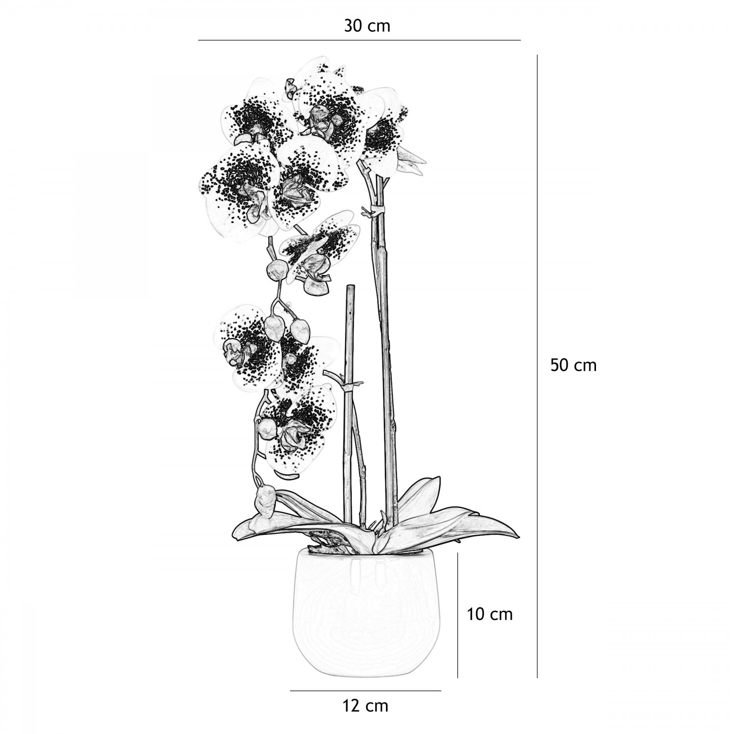 Orchidées artificielles blanc-rose 50cm graphique avec les dimensions