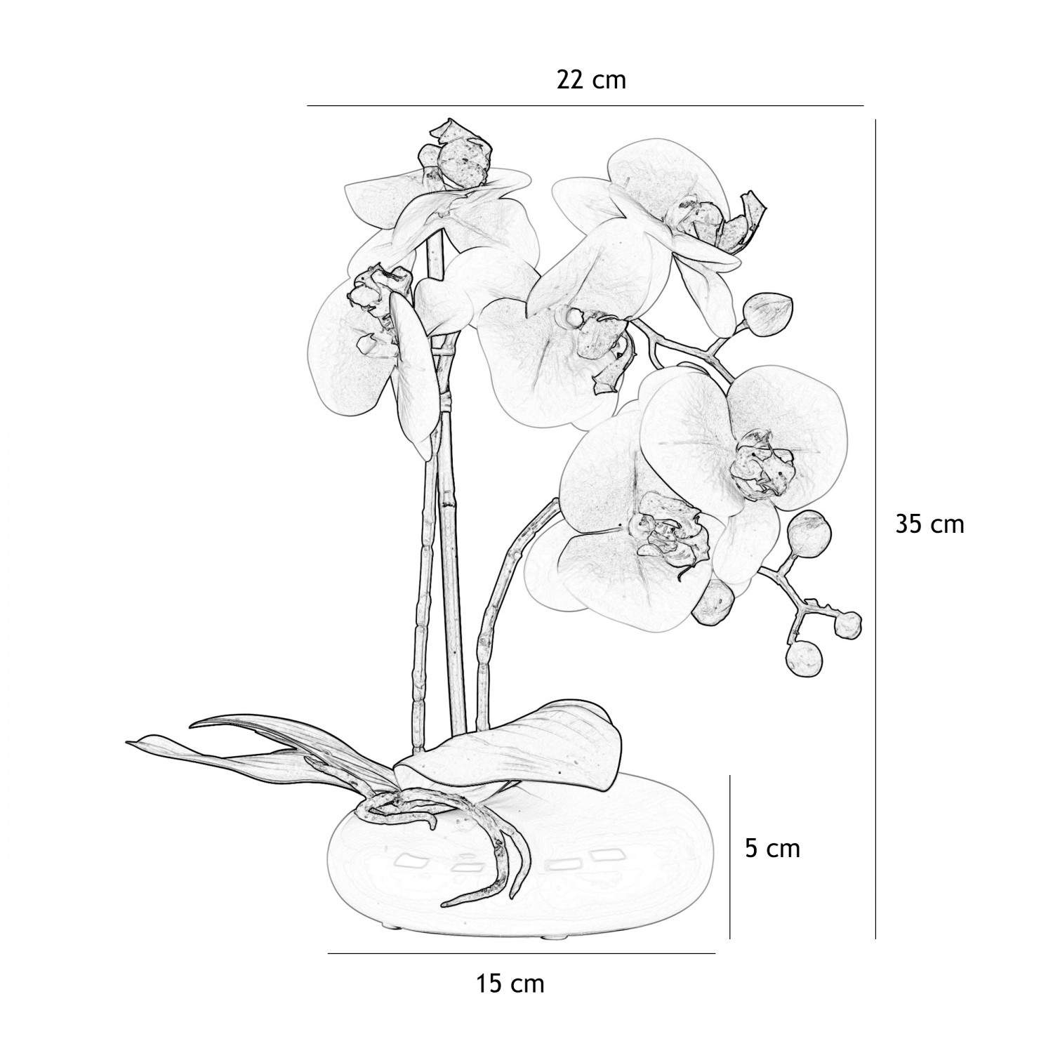 Orchidées artificielles blanc-fuchsia 35cm graphique avec les dimensions