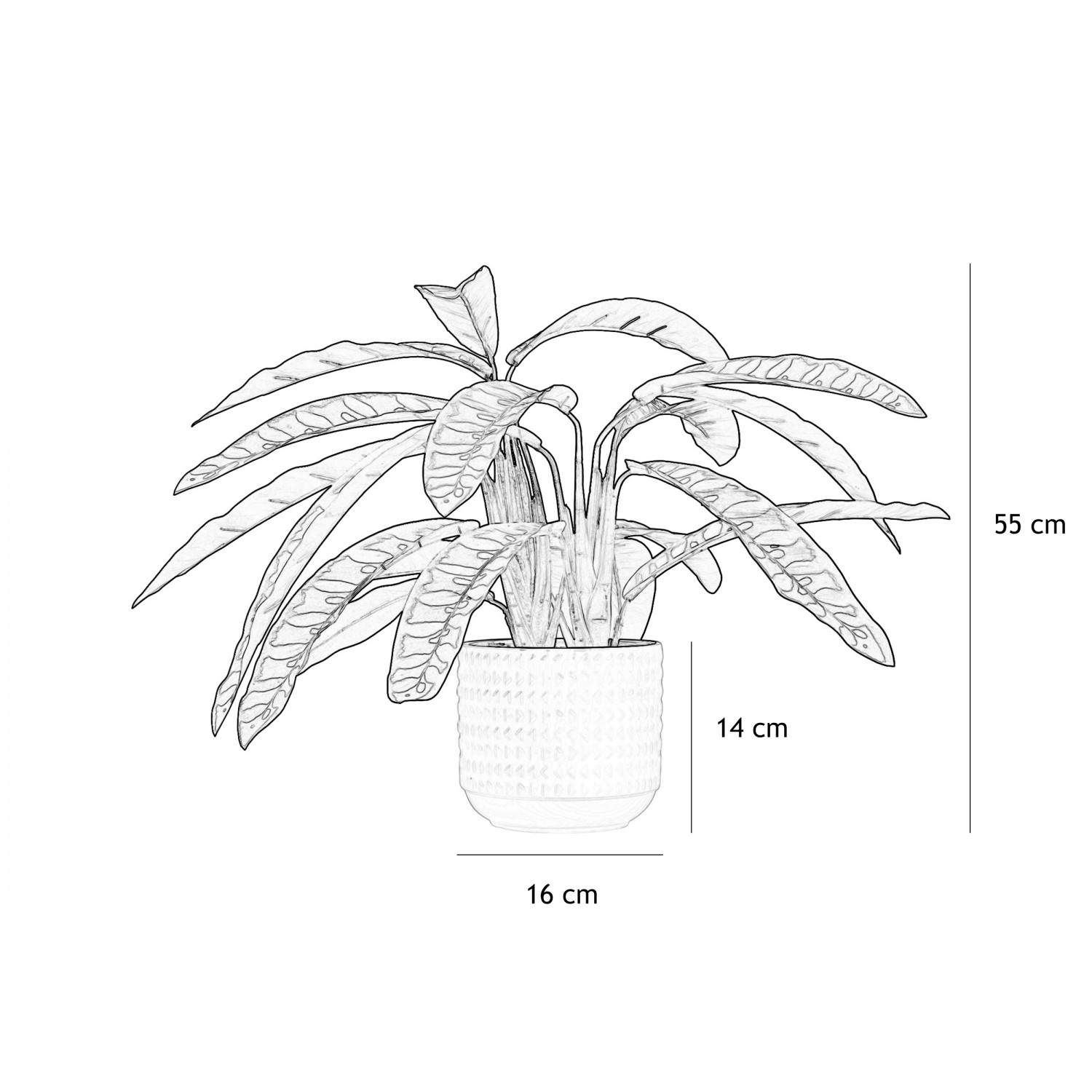 Calathea lancifolia artificiel 55cm graphique avec les dimensions