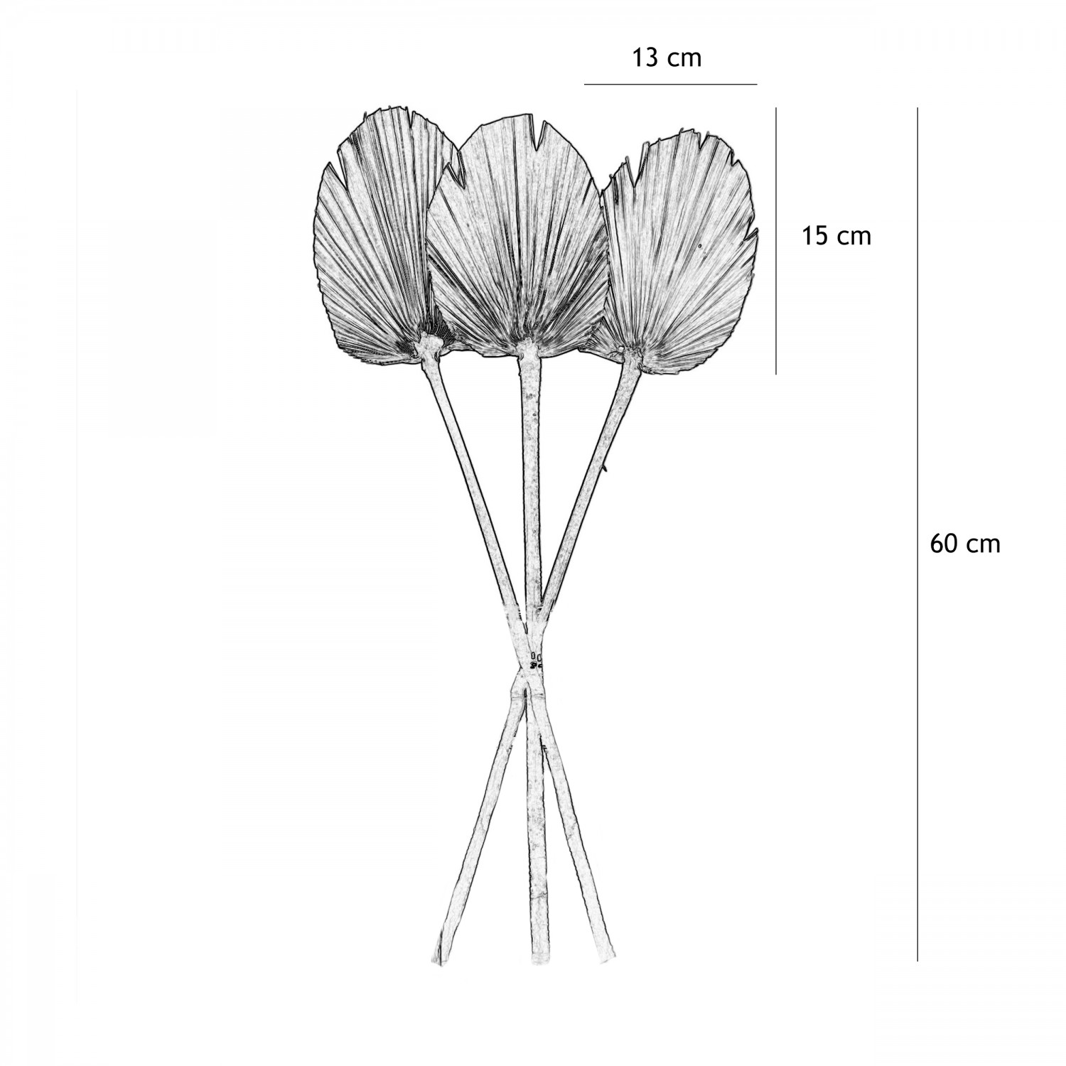 Palme séchée naturelle 60cm lot de 3 graphique avec les dimensions