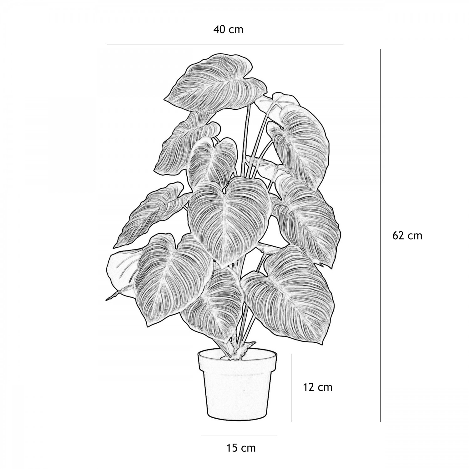 Plante verte calathea artificiel 62cm graphique avec les dimensions