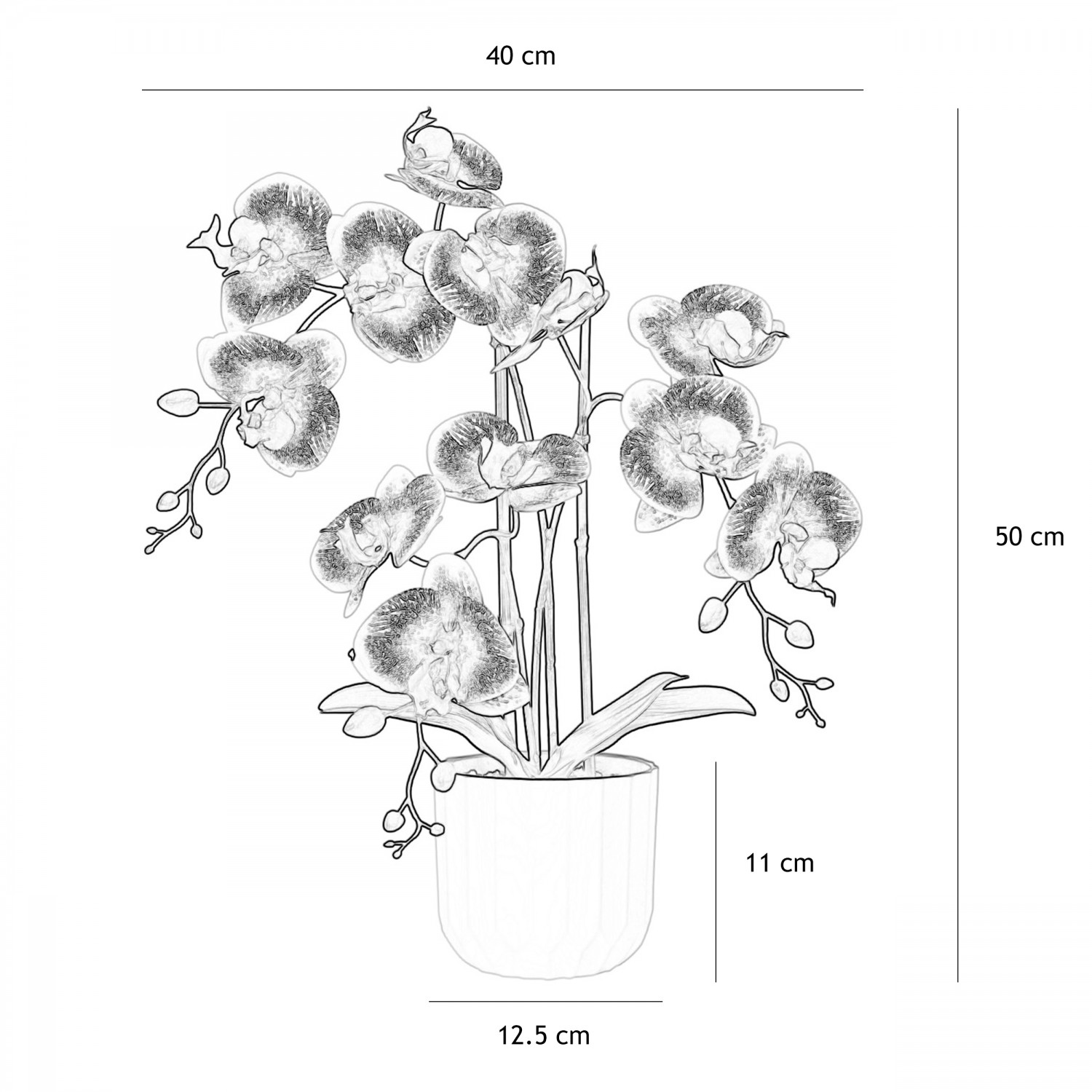 Orchidée artificielle blanc-fuchsia 50cm graphique avec les dimensions