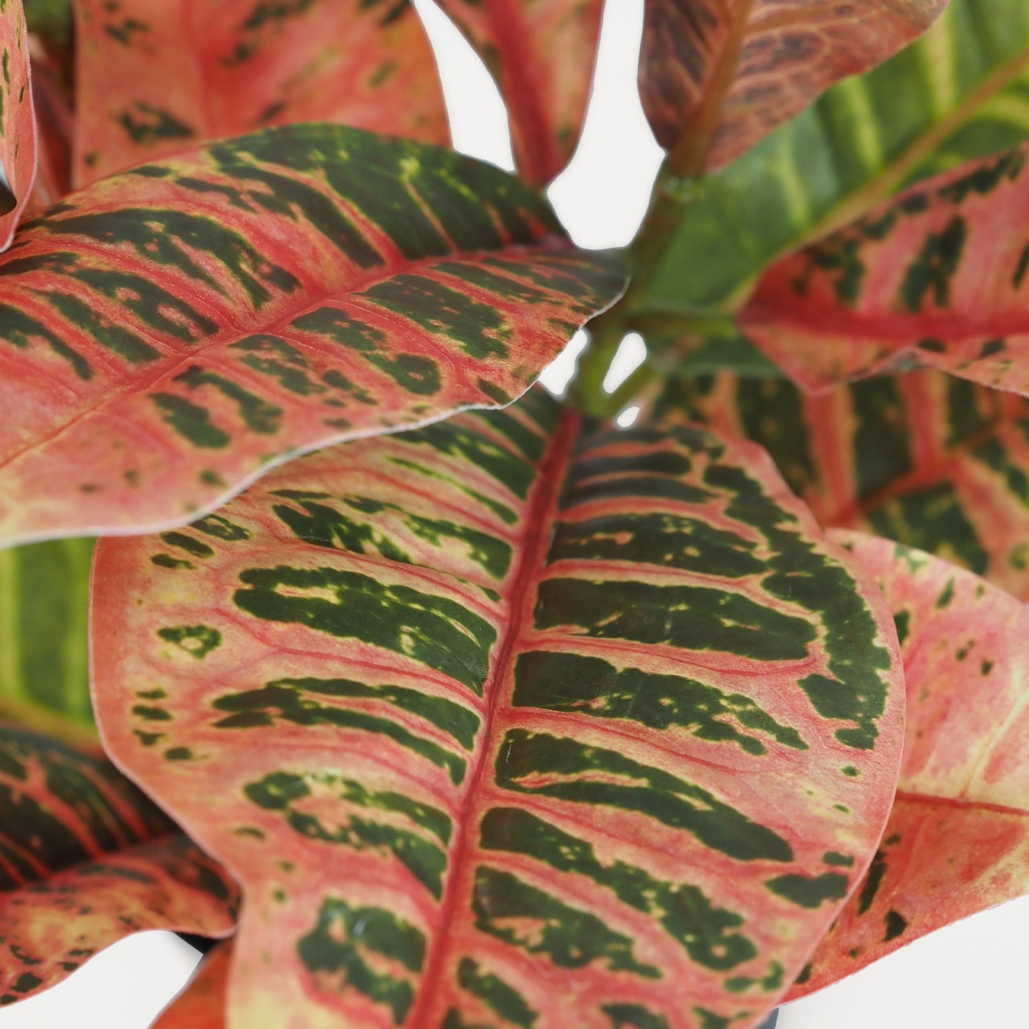 Croton artificiel rouge 55cm focus zoom feuilles