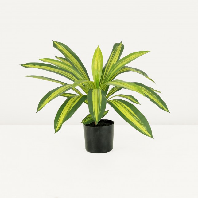 Dracena artificiel 50cm sur fond beige