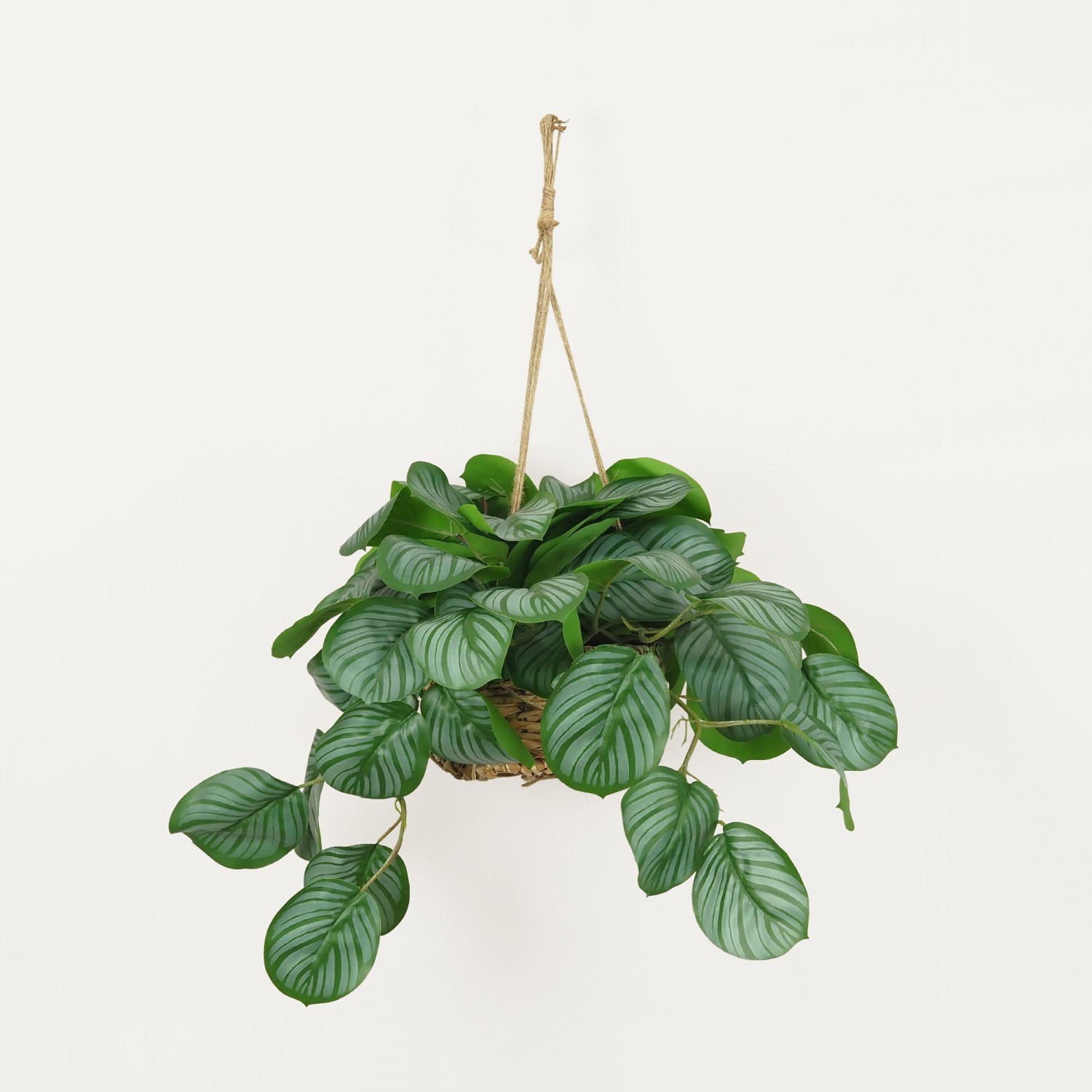 Plante verte calathea suspension vert 50cm sur fond beige