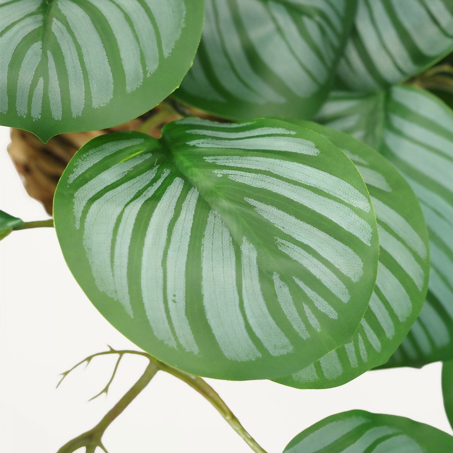 Plante verte calathea suspension vert 50cm focus zoom feuilles