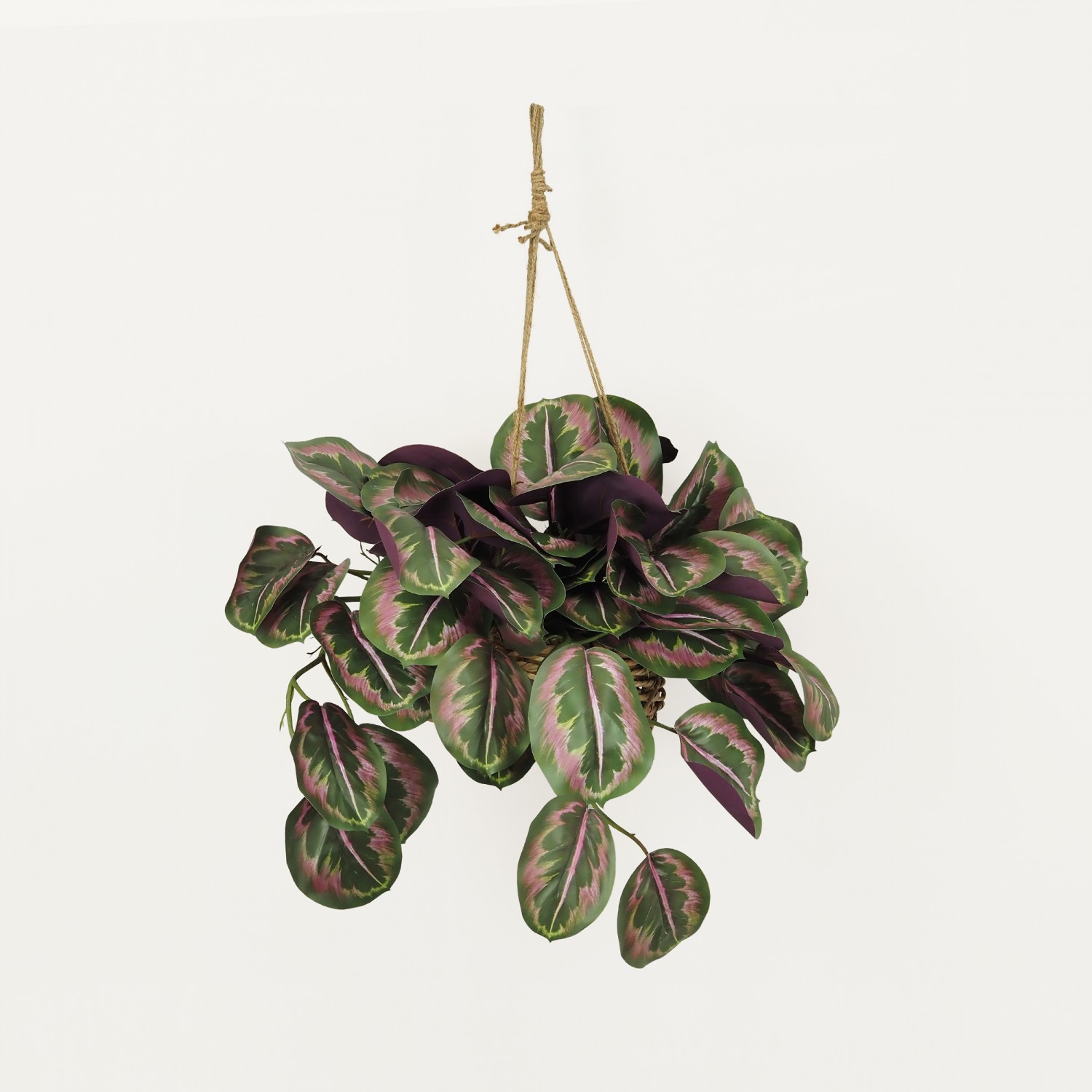 Plante verte calathea suspension violet 50cm sur fond beige