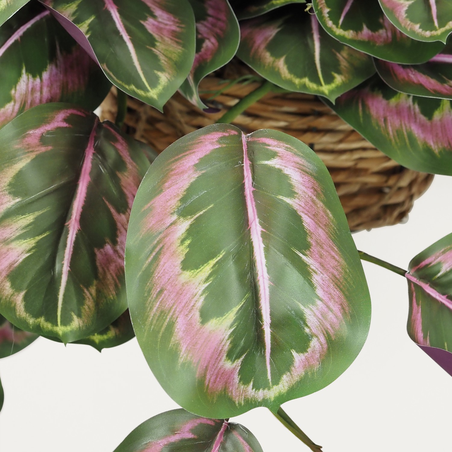 Plante verte calathea suspension violet 50cm focus zoom feuilles