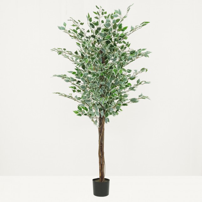 Ficus artificiel panaché 180cm sur fond beige