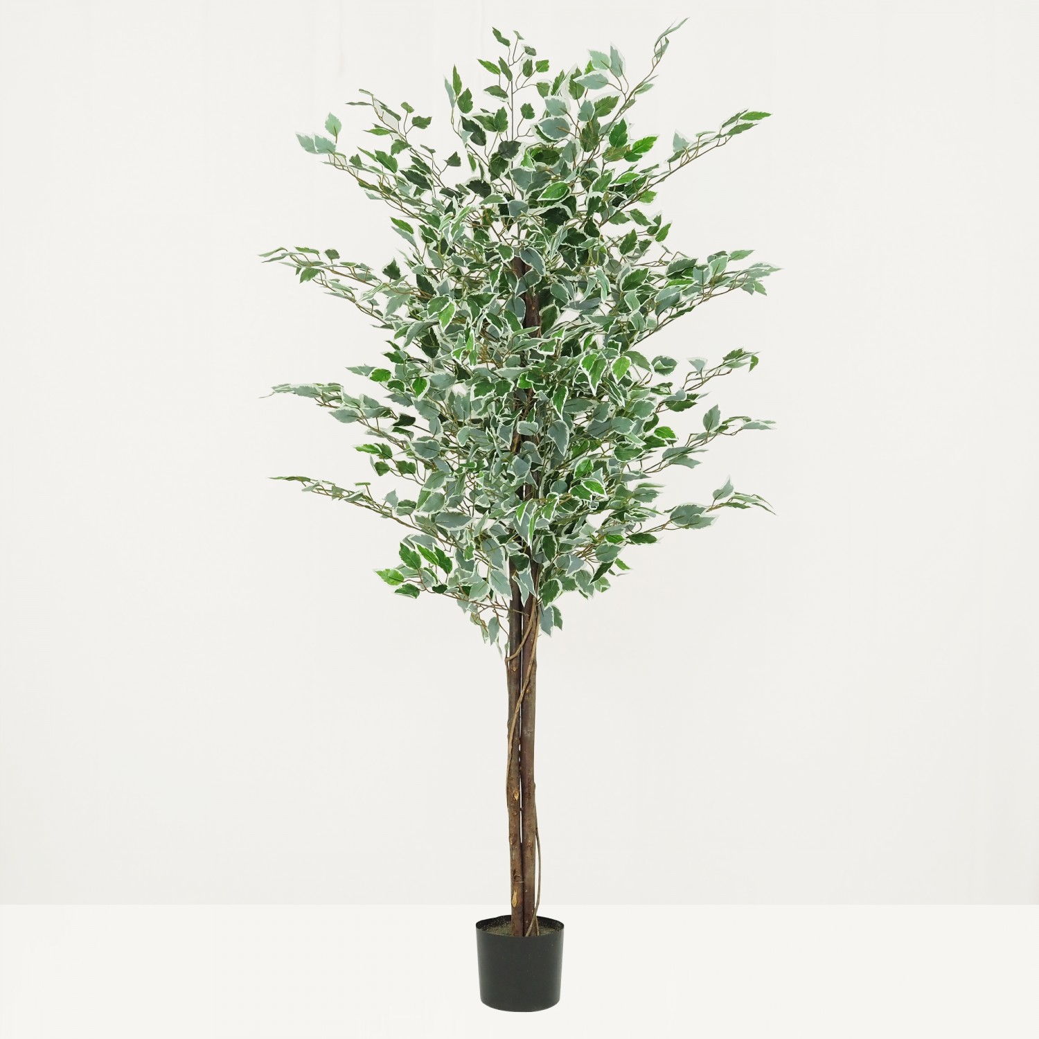 Ficus artificiel panaché 180cm sur fond beige