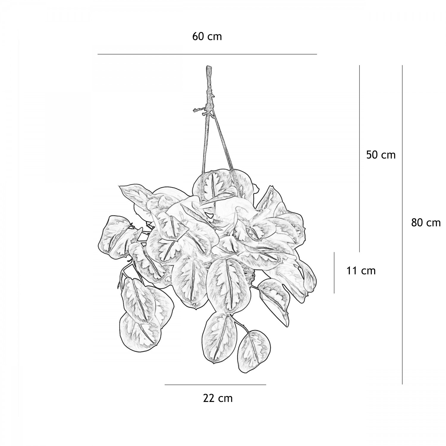 Plante verte calathea artificielle violet 50cm graphique avec les dimensions