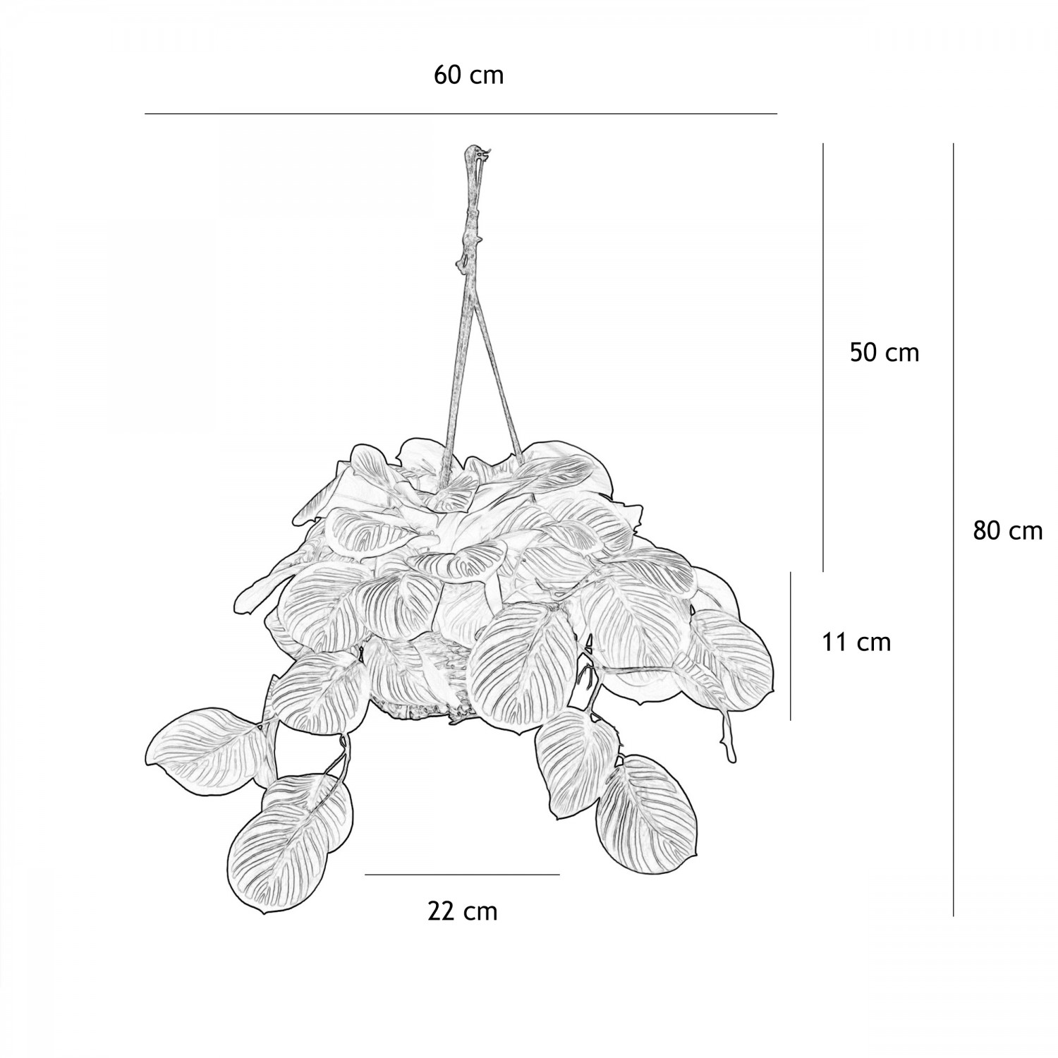 Plante verte calathea artificielle vert 50cm graphique avec les dimensions