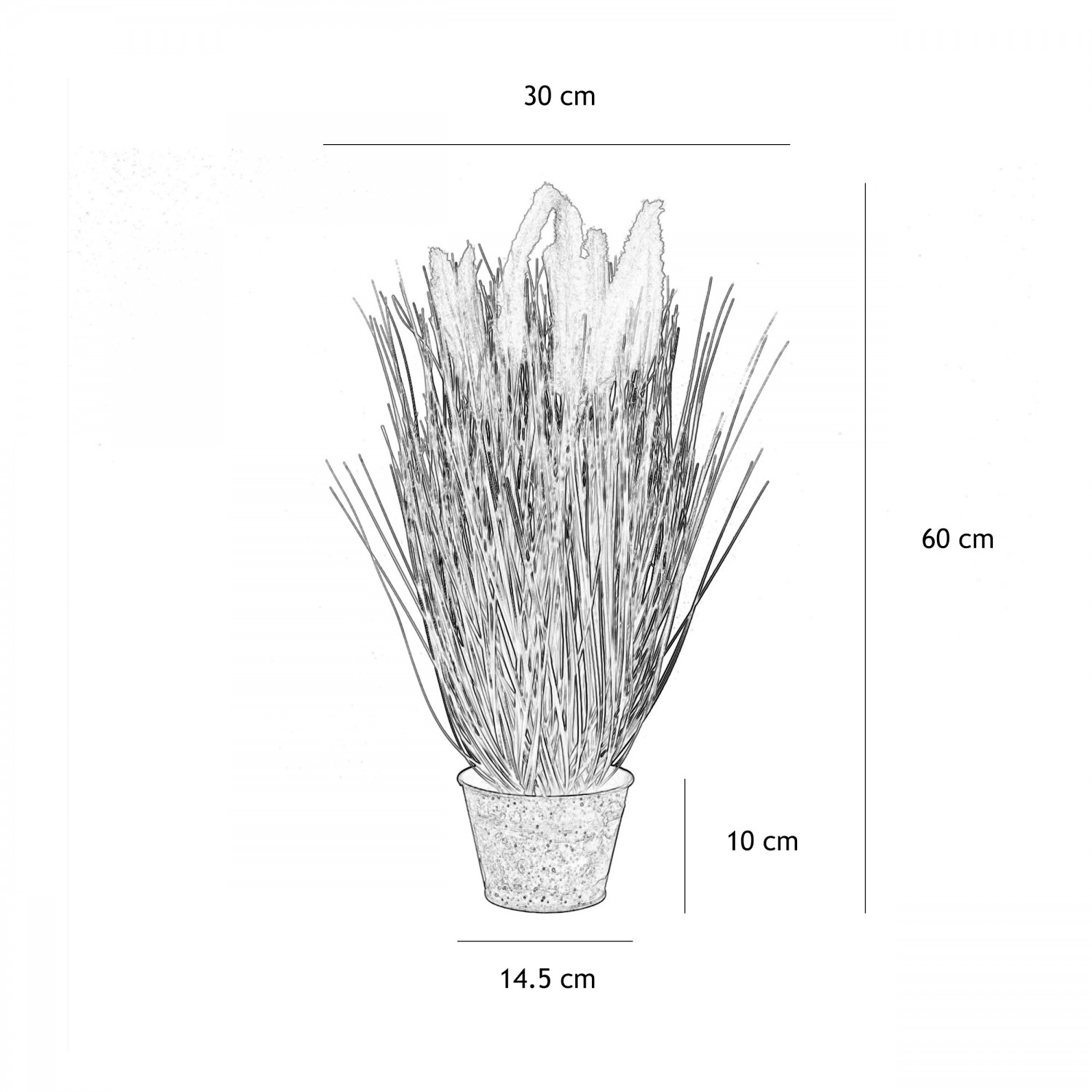 Graminées artificielles parme 60cm graphique avec les dimensions