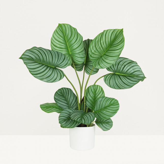 Plante verte calathea artificiel 75cm sur fond gris