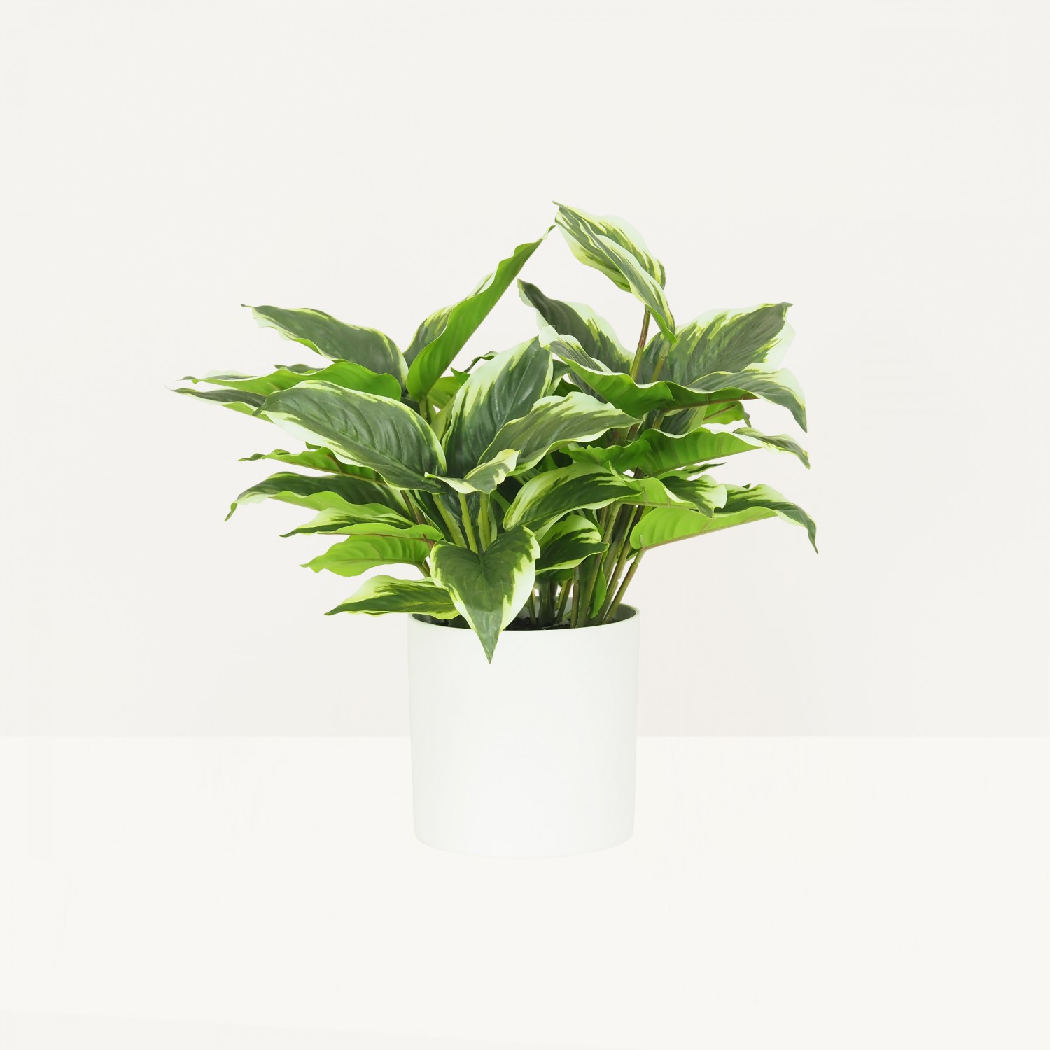 Dieffenbachia artificiel 40cm sur fond beige