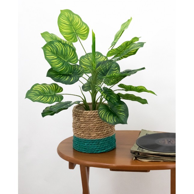 Plante zèbre artificielle Ligne Déco