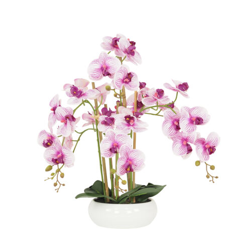 Orchidées artificielles blanches fuchsias 55cm sur fond blanc
