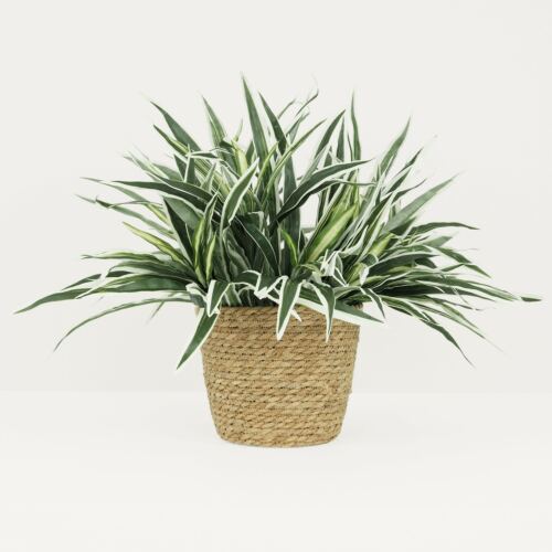 Chlorophytum artificiel en bouquet 55cm sur fond gris