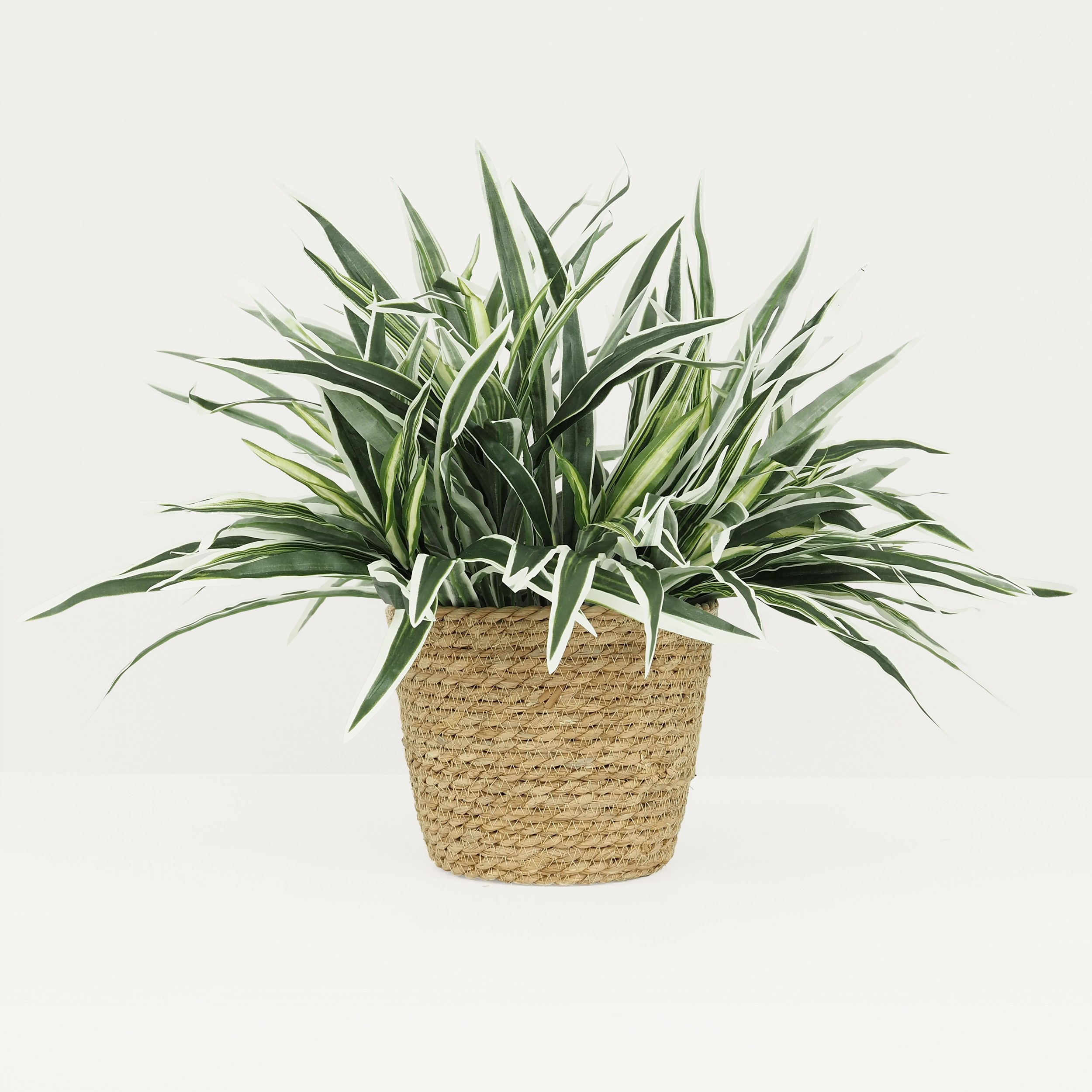Chlorophytum artificiel en bouquet 55cm sur fond gris