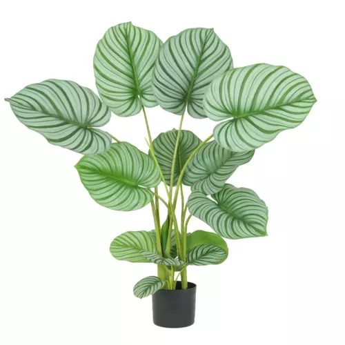 Plante verte calathea artificiel 100cm sur fond blanc