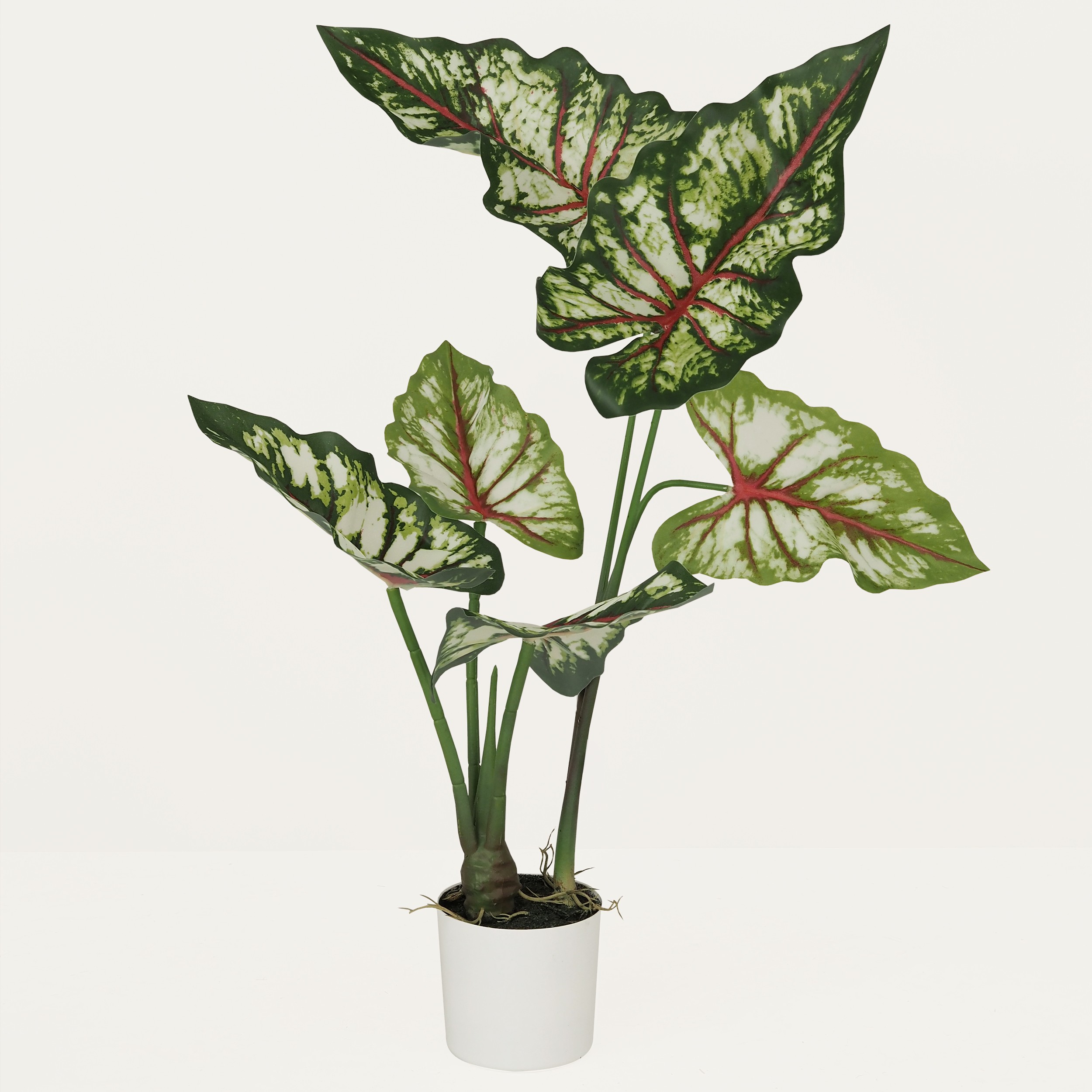 Caladium bicolor artificiel 70cm sur fond beige