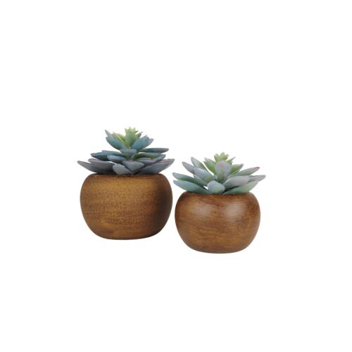 Succulente artificielle lot de 2 pot bois 15cm sur fond blanc