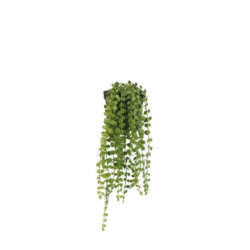Plante succulente retombante artificielle 40cm sur fond blanc