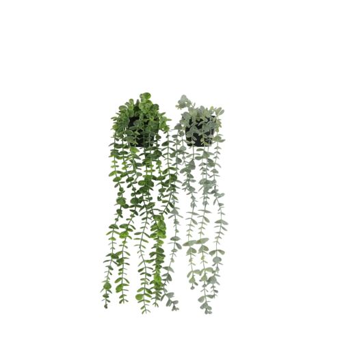 Plante succulente retombante artificielle 50cm lot de 2 sur fond blanc