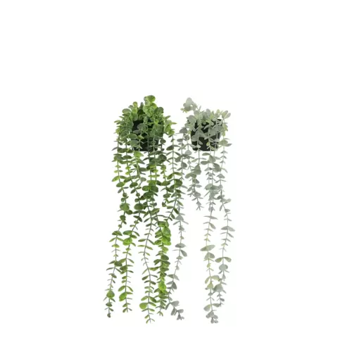 Plante succulente retombante artificielle 50cm lot de 2 sur fond blanc