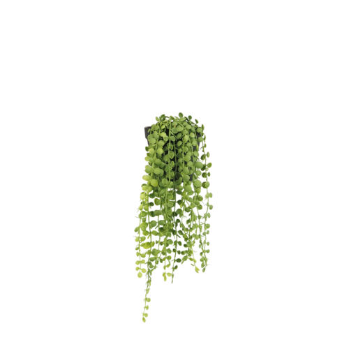 Plante succulente retombante artificielle 40cm sur fond blanc