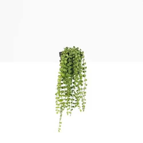Plante succulente retombante artificielle 40cm sur fond beige