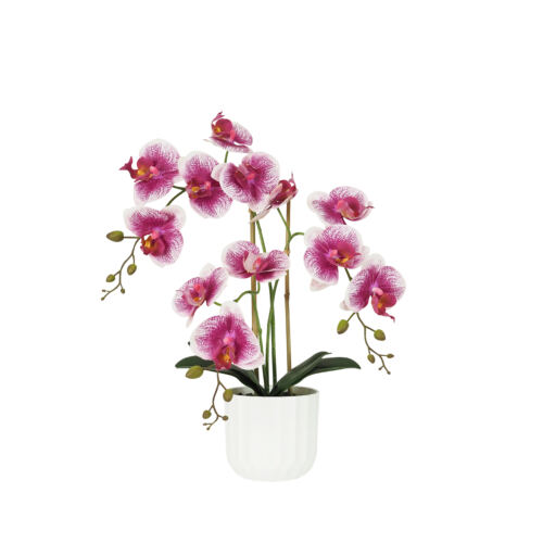 Orchidée artificielle blanc-fuchsia 50cm sur fond blanc