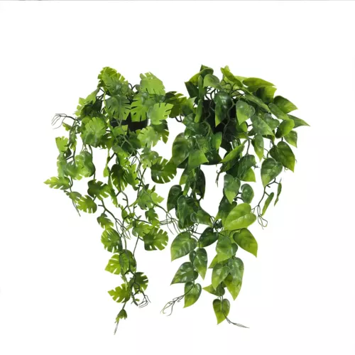 Plante succulente retombante artificielle 50cm lot de 2 sur fond blanc