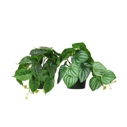 Plante artificielle tombante 18cm lot de 2 sur fond blanc