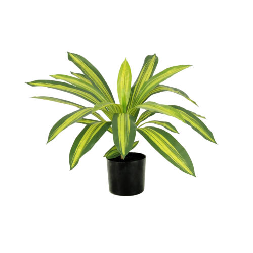 Dracena artificiel 50cm sur fond blanc