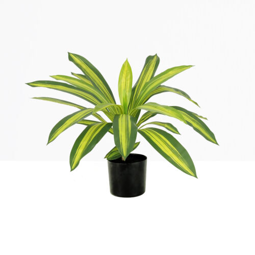 Dracena artificiel 50cm sur fond beige