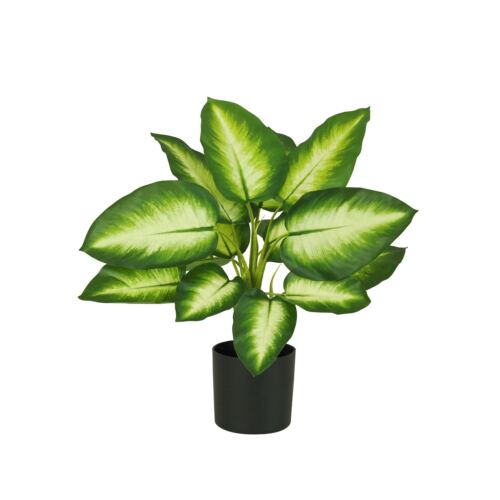 Dieffenbachia artificiel toucher naturel 50cm sur fond blanc