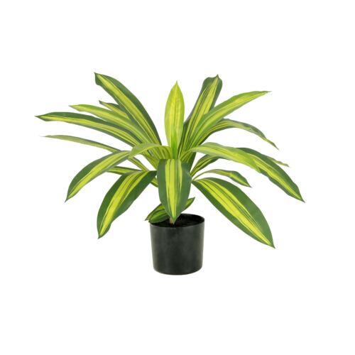Dracena artificiel 50cm sur fond blanc