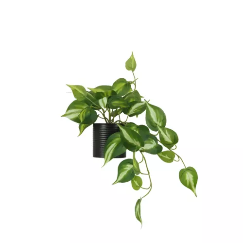 Plante artificielle tombante pothos 50cm sur fond blanc