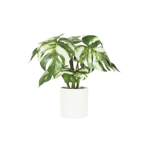 Monstera artificiel variegata toucher naturel 35cm sur fond blanc