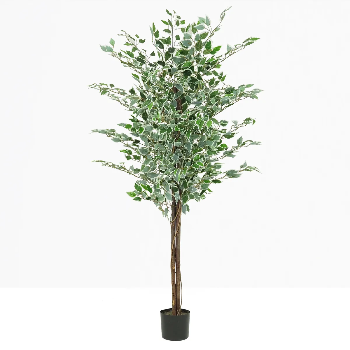 Ficus artificiel panaché 180cm sur fond beige
