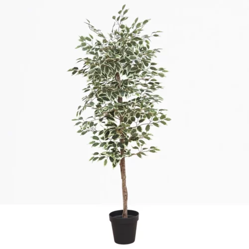 Ficus artificiel panaché 180cm sur fond beige