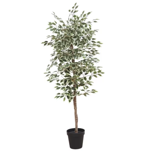 Ficus artificiel panaché 180cm sur fond blanc