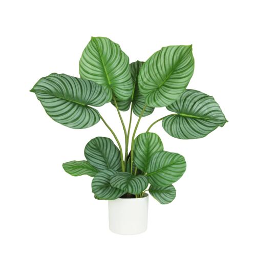 Plante verte calathea artificiel 75cm sur fond blanc